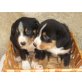 Entlebucher Sennenhund Welpen - Rüde