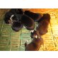 Entlebucher Sennenhund Welpen - Rüde