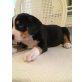 Entlebucher Sennenhund Welpen - Rüde