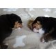 Entlebucher Sennenhund Welpen - Rüde