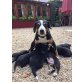 Entlebucher Sennenhund Welpen - Rüde