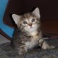 Entzückende Babykatzen  - Katze