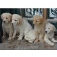 Entzückende Golden Retriever Welpen, Golden Retriever Welpen - Hündin