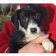 Entzückende Havaneser Mix Welpen, Havaneser/Jack Russel Edelmix Welpen - Hündin