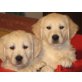 Entzückende Hündinnen, Golden Retriever Welpen - Hündin