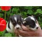 Entzückende Jack Russel Babies, Jack-Russell-Terrier Welpen - Hündin