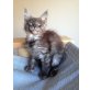 **Entzückende Maine Coon Babies**, Maine Coon - Katze