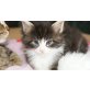 Entzückende Maine Coon Kitten, Maine Coon - Kater