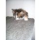 Entzückende Perser-Baby, Perser - Katze