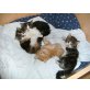 Entzückende Perser-Babys, Perser - Kater