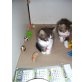 Entzückende Perser-Babys, Perser - Kater