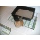 Entzückende Perserbaby, Perser - Kater