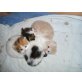 Entzückende Perserbaby , Perser - Katze