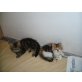 Entzückende Perserbabys (068110420491), Perser - Katze