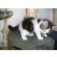 Entzückende Perserbabys, Perser - Kater