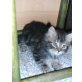 Entzückende Perserbabys, Perser - Kater