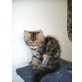 Entzückende Perserbabys , Perser - Katze