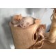Entzückende  Perserbabys, Perser - Katze