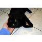 Entzückende Saphir, Europäische Kurzhaarkatze - Kater