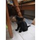 Entzückende schwarze Katzenkindee - Katze