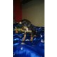 Entzückender  Pinscher Mix Welpe  sucht neues Welpen - Hündin