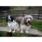 Eny, Cocker- Spaniel/ Aussiedoodle Welpen !! Welpen - Hündin
