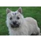 Enya, Cairn-Terrier Welpen - Hündin