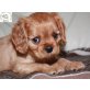 Enya, Cavalier King Charles Spaniel - Hündin
