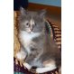 Enya, Maine Coon - Katze