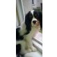 Enzo, Cavalier King Charles Spaniel - Rüde
