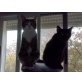 Enzo, Jerry, Eine Geschichte voller Pleiten, Pech und ... - Kater