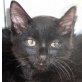 Enzo, Langhaar-Mix - Kater