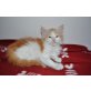 Enzo, Maine Coon - Kater