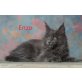 Enzo, Maine Coon - Kater