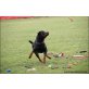 Enzo, Rottweiler - Rüde
