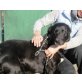 Enzo, gross, verschmusst und nur lieb - Rüde