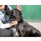 Enzo, lieber kinderlieber Riese - Rüde