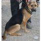 Enzo, mittelgroßer Mix - Rüde