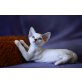 Enzo of Royal Devons, Devon Rex - Kater
