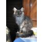 Enzückendes Maine Coon Kitten!, Maine Coon - Katze