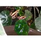 Epipeobates Tricolor