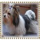 Equeen vom Hankenberge, Yorkshire Terrier - Hündin