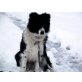 Equis, Hütehund - Mix (?) - Rüde