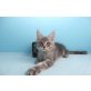 Eragon A Star Coon, Maine Coon - Kater