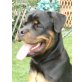 Eragon, Rottweiler - Rüde