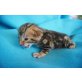Eragon und Emerelle, Bengalkatze - Katze