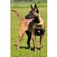 Eras, Malinois - Rüde