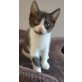 Erd und Him, Hauskatze/Persermischling - Kater