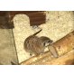 Erdmännchen