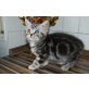 Eremej, Britisch Kurzhaarkatze - Kater